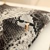 Vintage snake print clutch Black